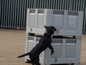 hond Raaf bij cursus zoeken